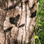 Rising from the Ashes: Community Healing After Natural Disasters close up of a tree trunk with a dark shaped heart on ir