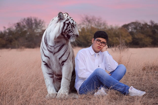A teenager in a field sitting next to a white Bengal tiger - The uncomfortable zone.